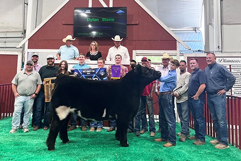 2024 Jr. Livestock Sale Grand Champion Beef Cow with owner Dylan Stone.