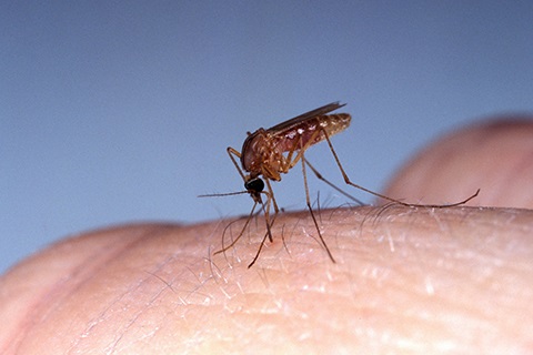 Culex mosquito