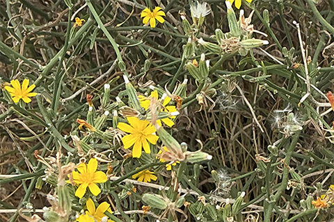 A close-up view of rush skeletonweed.