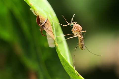 Close-up of a mosquito perched on a green leaf with a blurred natural background.