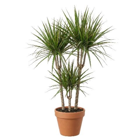 dragon tree
