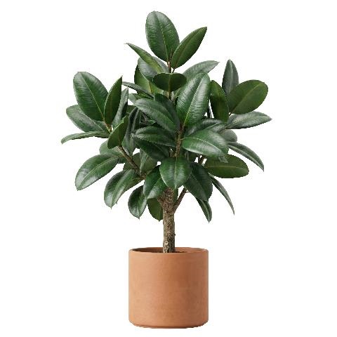 rubber plant