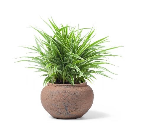 spider plant