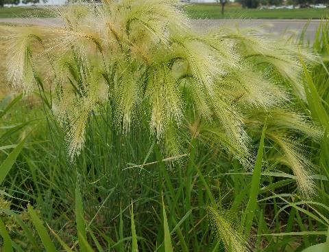 Foxtail Barely