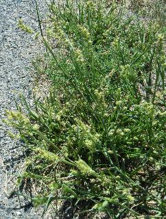 Sandbur grass