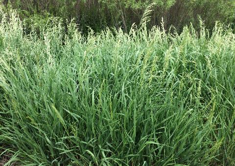 Smooth Brome Grass